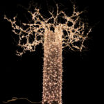 Baobab tree LED